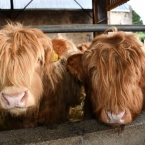 31174827_421383644990827_913829527166124032_o