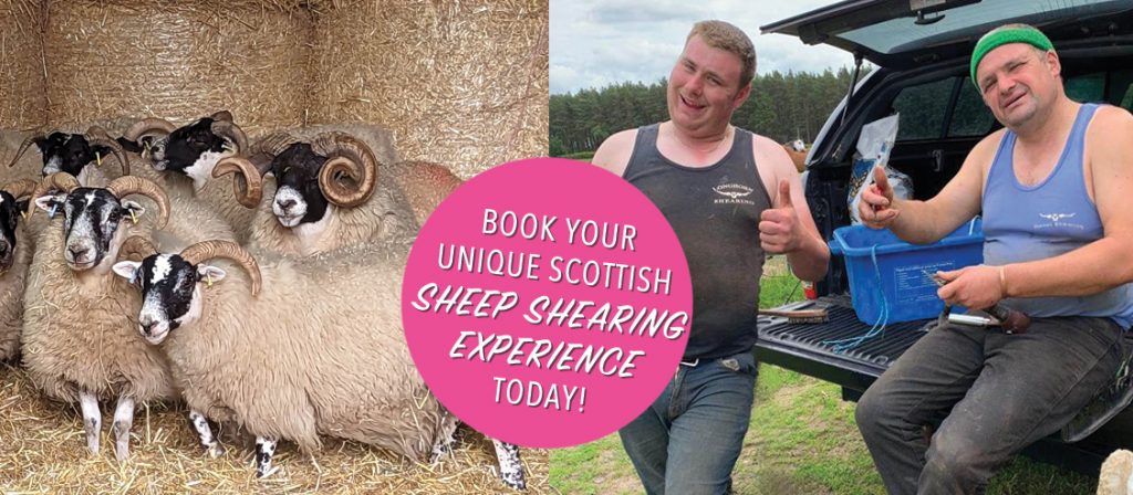 Ladies Only Sheep Shear Event